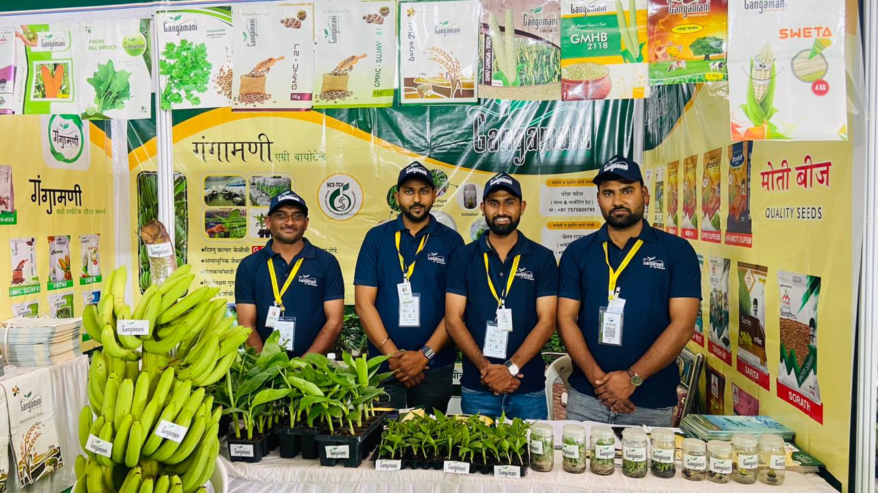Farmer Inspecting NCS TCP G-9 Banana Plants Karmala Farm